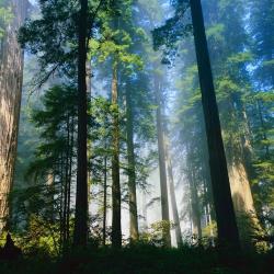 Renata R. Angellie Novak Ziarnik, MS, LCSW